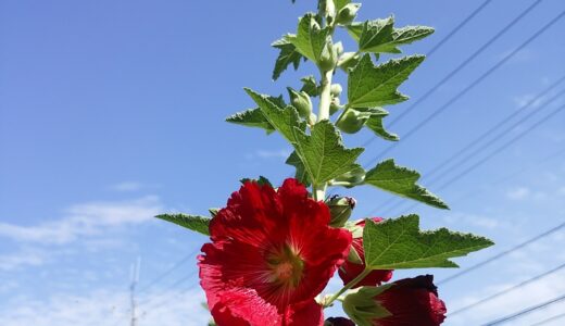自己受容が進んだら「人の目が怖い」を卒業できた